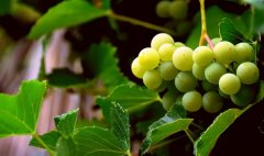 葡萄籽的功效與作用吃法大全(葡萄籽怎么吃比較好呢 一次吃多少合適