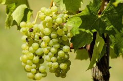 葡萄籽有用嗎(葡萄籽粉吃了有啥用處)