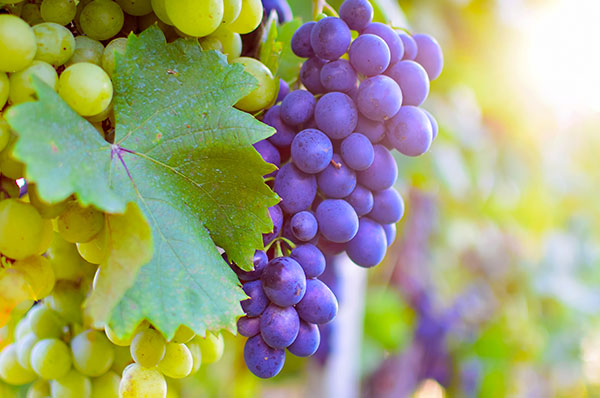 藍(lán)莓粉廠家供應(yīng)