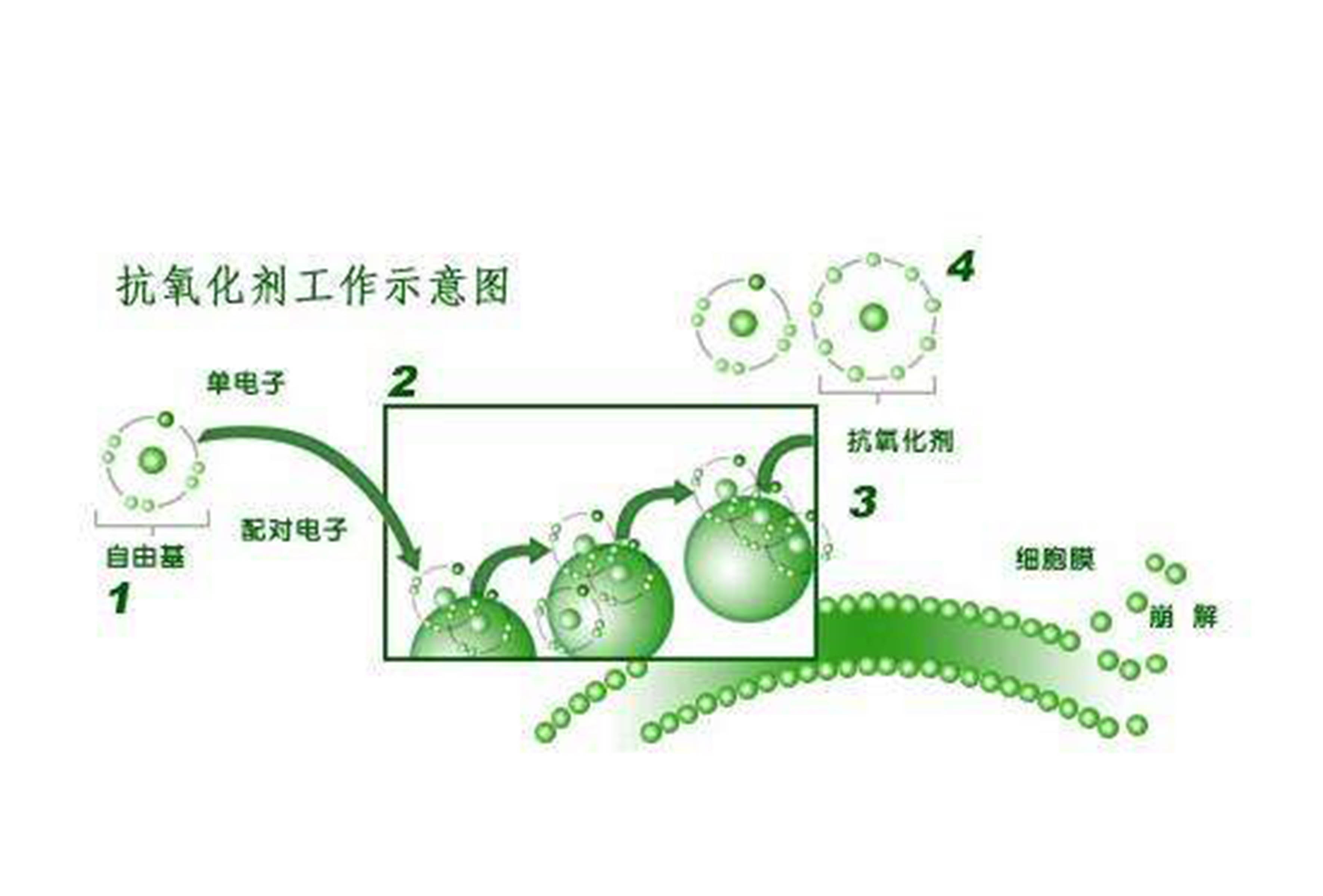 <b>什么是抗氧化？人體抗氧化有沒有用？</b>